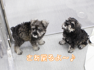 ２年生、子犬のお世話☆